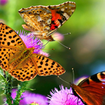 DDOS在线攻击平台